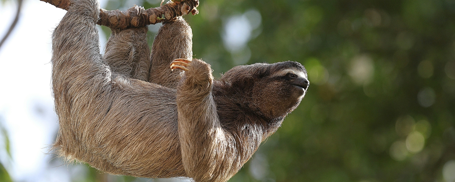 perezoso de 3 dedos en árbol 