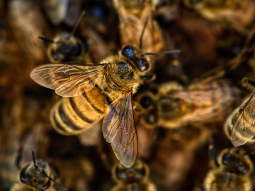 abejas polinización
