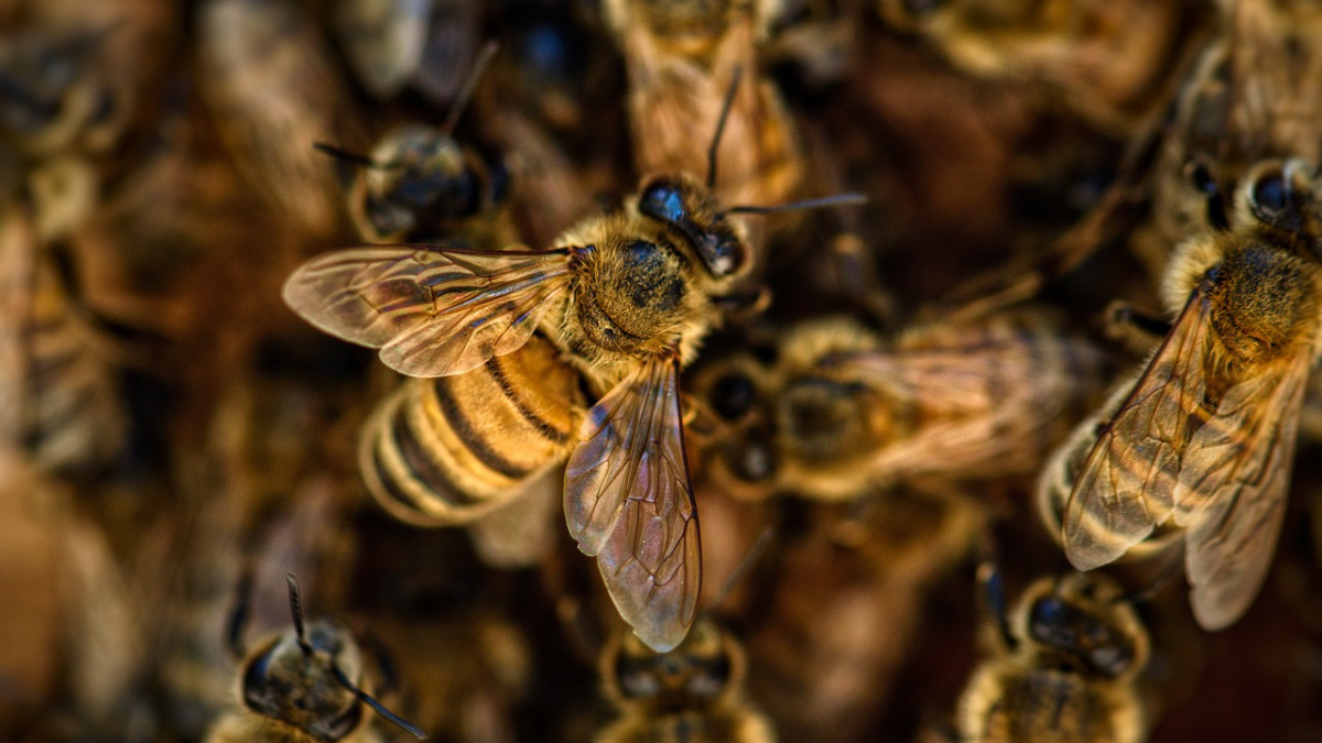abejas polinización