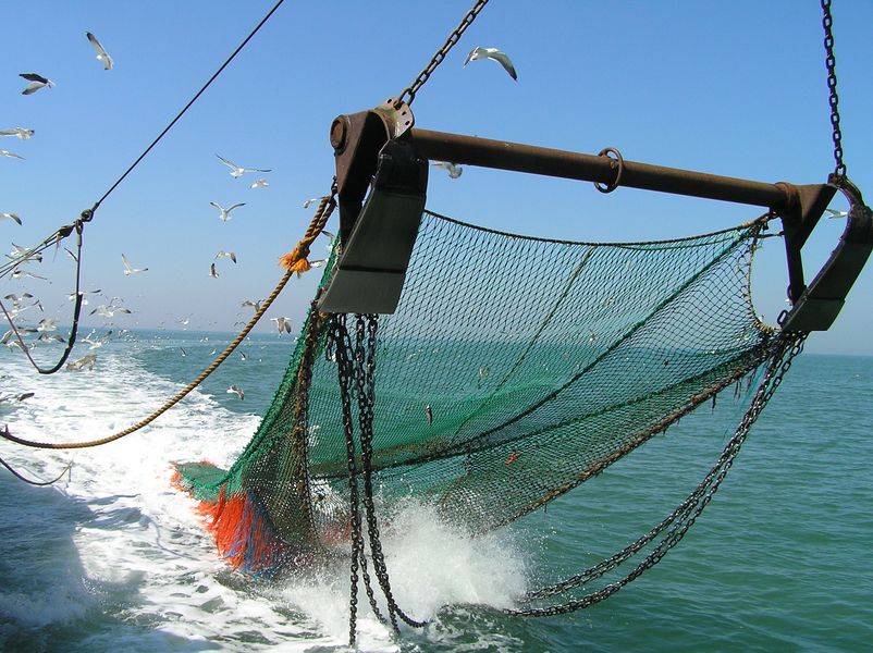 La pesca de arrastre ha sido cuestionada por la academia, pero el Gobierno insiste en hacer estudios para intentar revivirla.