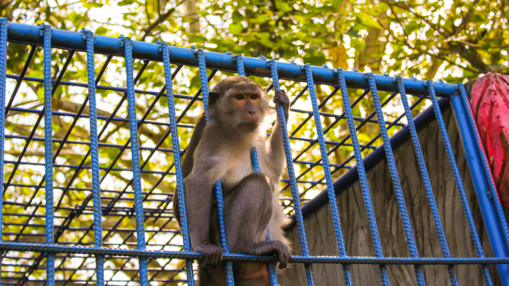 TRÁFICO DE ESPECIES SILVESTRES