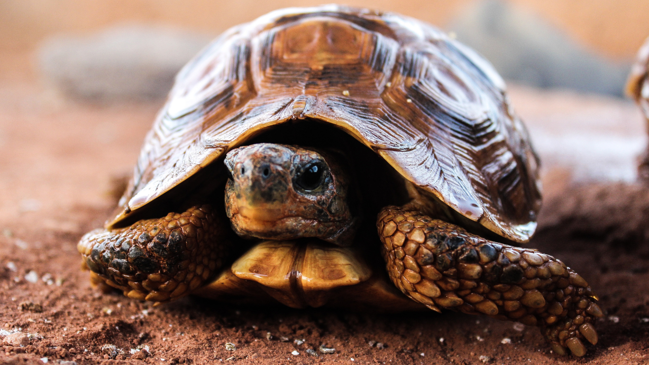 Tráfico de especies silvestres, tortuga