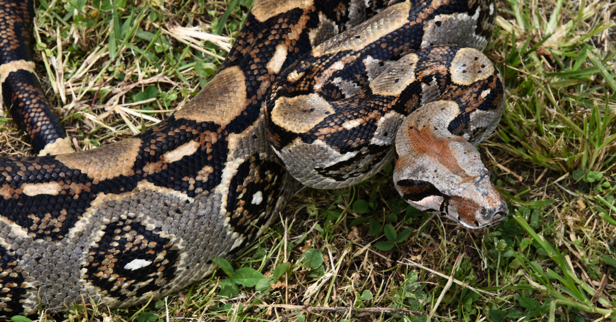 Serpiente terciopelo