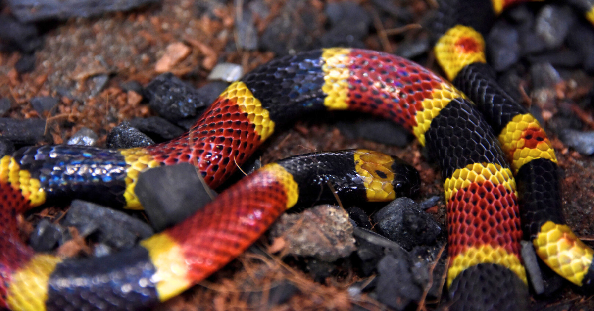 Serpiente coral