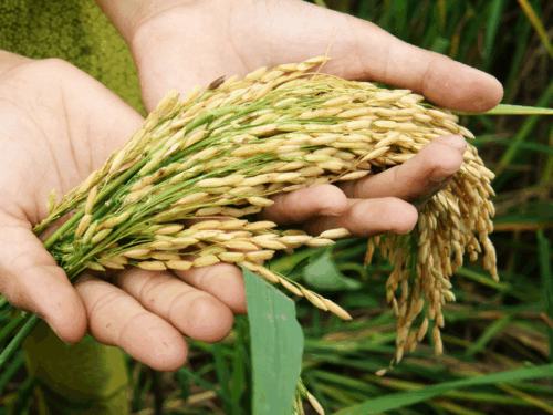 seguridad alimentaria elecciones